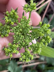 Lomatium lucidum