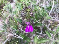 Poikilacanthus bahiensis