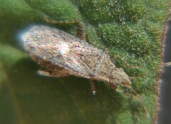 Aufeius impressicollis