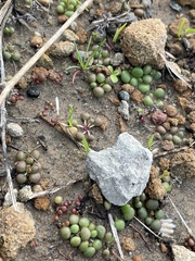 Dudleya brevifolia