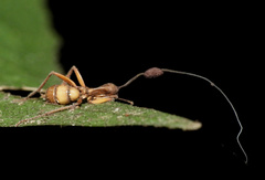Ophiocordyceps unilateralis
