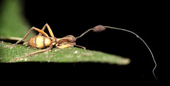 Ophiocordyceps unilateralis