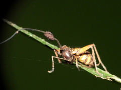 Ophiocordyceps unilateralis