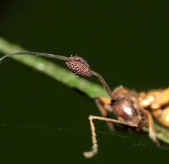 Ophiocordyceps unilateralis