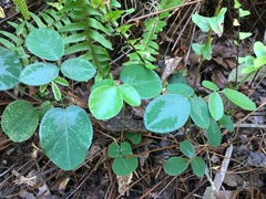 Desmodium rotundifolium