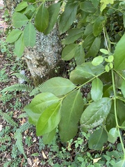 Laurelia sempervirens