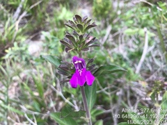 Poikilacanthus bahiensis