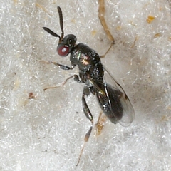 Monodontomerus