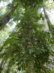 Laurelia sempervirens