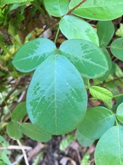 Desmodium rotundifolium