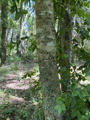 Laurelia sempervirens