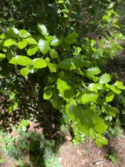 Laurelia sempervirens