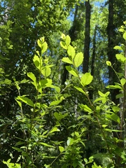 Laurelia sempervirens
