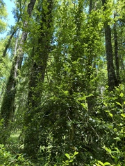 Laurelia sempervirens