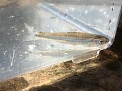 Notropis telescopus