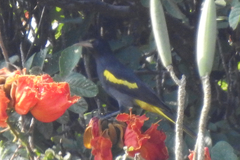 Cassiculus melanicterus