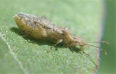 Aufeius impressicollis