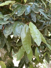 Aextoxicon punctatum