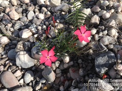 Mandevilla tenuifolia