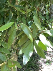 Aextoxicon punctatum