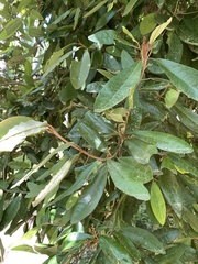 Aextoxicon punctatum