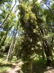 Aextoxicon punctatum