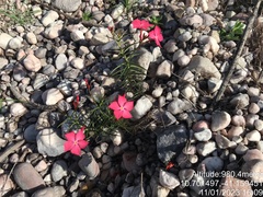 Mandevilla tenuifolia