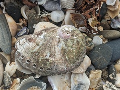 Haliotis coccoradiata