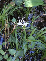 Hymenocallis