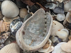 Haliotis coccoradiata