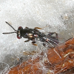Monodontomerus