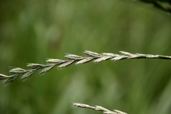Lolium multiflorum