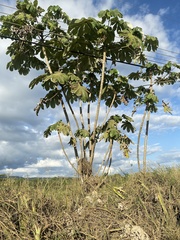 Cecropia peltata