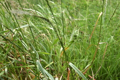 Lolium multiflorum