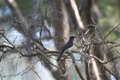 Myiagra cyanoleuca