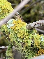 Xanthomendoza hasseana