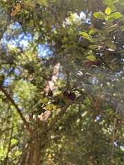 Rhaphithamnus spinosus