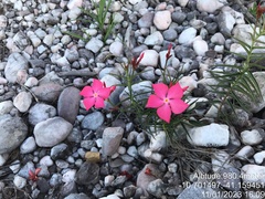 Mandevilla tenuifolia