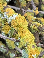 Xanthomendoza hasseana