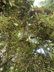 Rhaphithamnus spinosus