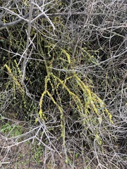 Xanthomendoza hasseana