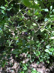 Rhaphithamnus spinosus