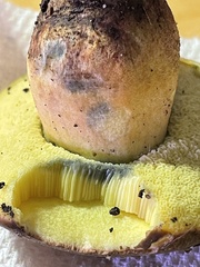 Aureoboletus flaviporus