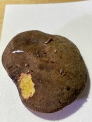 Aureoboletus flaviporus