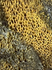 Aureoboletus flaviporus