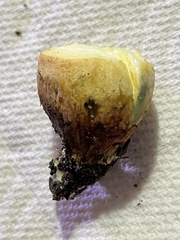 Aureoboletus flaviporus