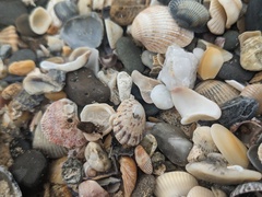 Scutellastra peronii