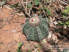 Melocactus glaucescens