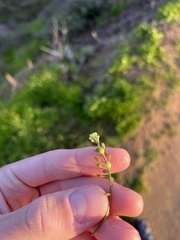 Lepidium nitidum