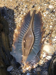 Callorhinchus milii